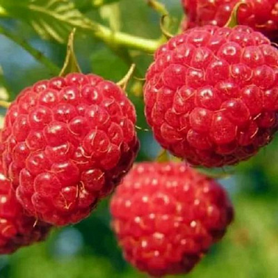 Поздняя в Волжском