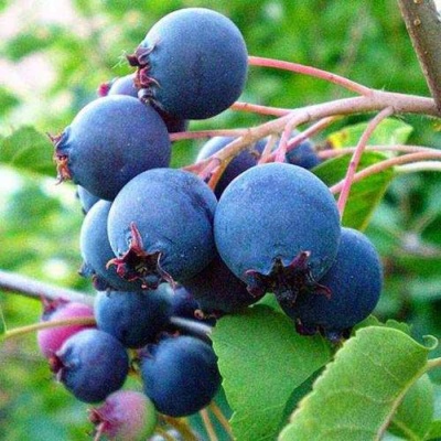 Ирга ПЕМБИНА в Волжском