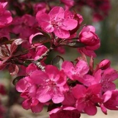 Яблоня РЕД КЕТТИ в Волжском
