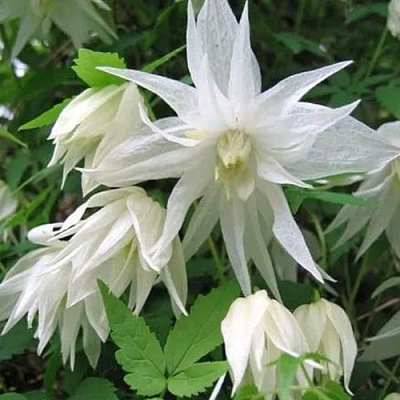 Княжик АЛЬБИНА ПЛЕНА белый махровый в Волжском