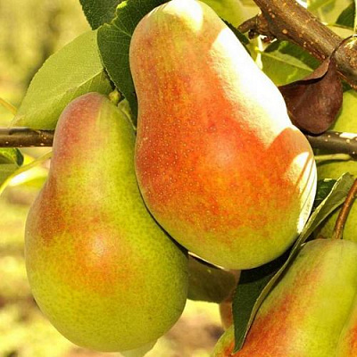 Красавица в Волжском