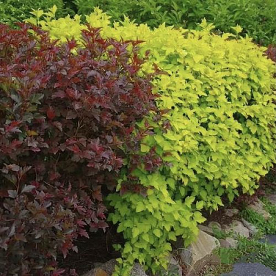 Калинолистный в Волжском