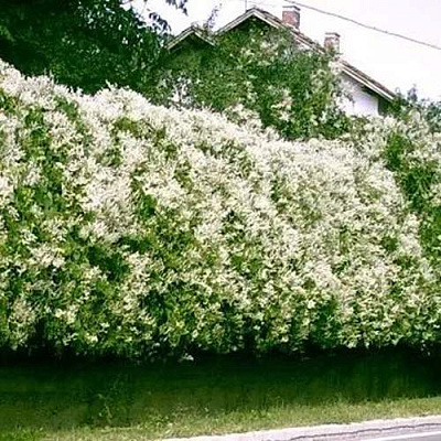 Фаллопия в Волжском