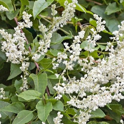 Фаллопия АУБЕРТА в Волжском