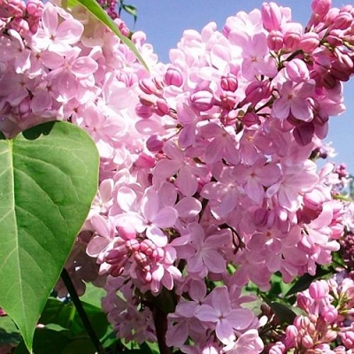 Сирень АДЕЛИНА в Волжском
