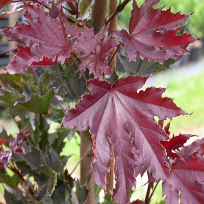 Клен КРИМСОН СЕНТРИ остролистный в Волжском