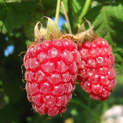 Крупная в Волжском